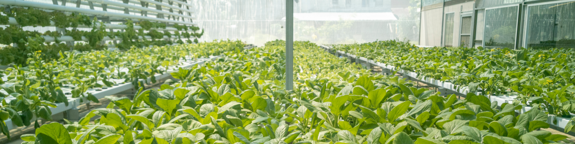 New Green - Estufa de Aquaponia