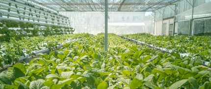 New Green - Estufa de Aquaponia