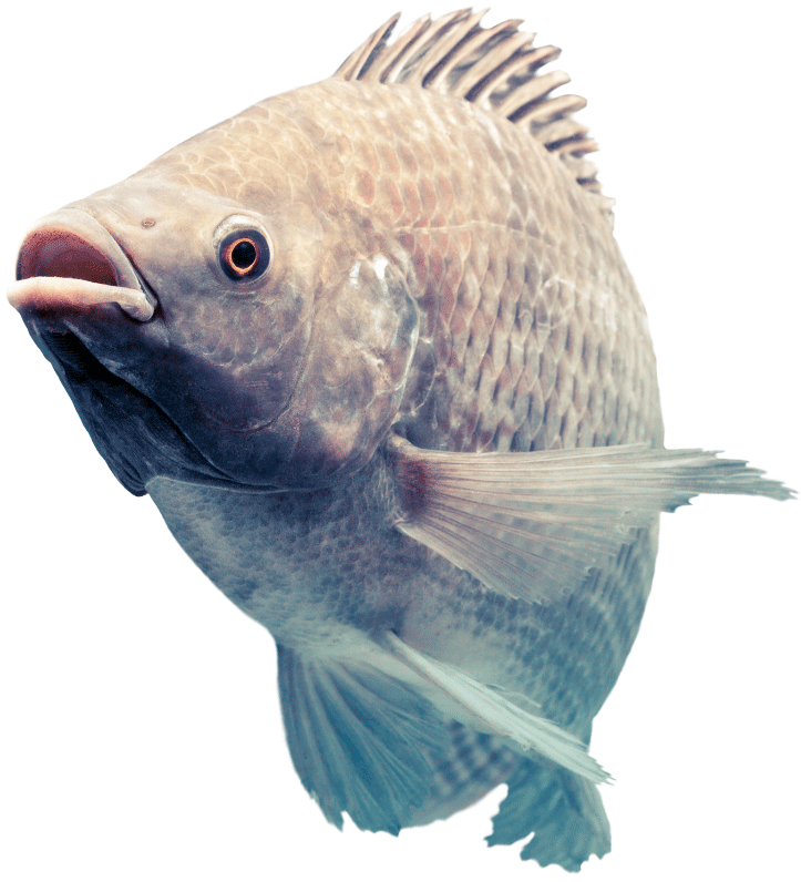 Peixe Tilápia